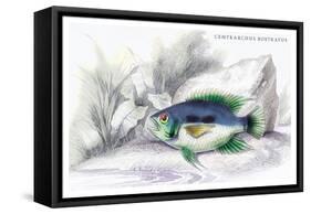 Centrarchus Rustratus-Robert Hermann Schomburgk-Framed Stretched Canvas