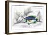 Centrarchus Rustratus-Robert Hermann Schomburgk-Framed Premium Giclee Print