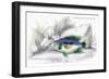 Centrarchus Rustratus-Robert Hermann Schomburgk-Framed Premium Giclee Print