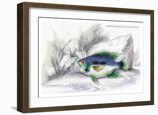 Centrarchus Rustratus-Robert Hermann Schomburgk-Framed Art Print