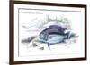 Centrarchus Vittatus-Robert Hermann Schomburgk-Framed Premium Giclee Print