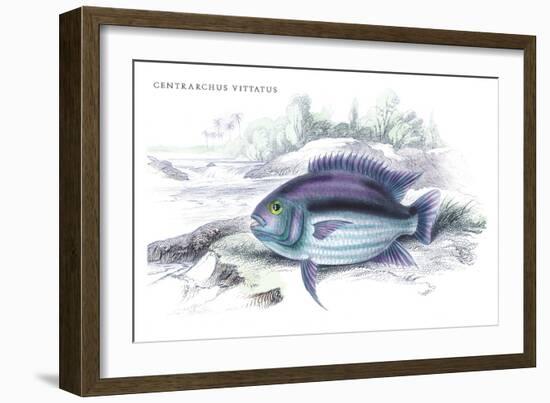 Centrarchus Vittatus-Robert Hermann Schomburgk-Framed Art Print