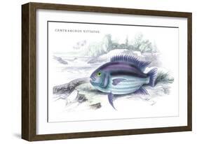 Centrarchus Vittatus-Robert Hermann Schomburgk-Framed Art Print