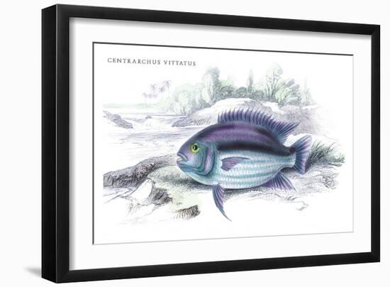 Centrarchus Vittatus-Robert Hermann Schomburgk-Framed Art Print