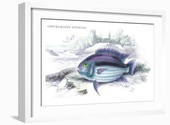 Centrarchus Vittatus-Robert Hermann Schomburgk-Framed Art Print