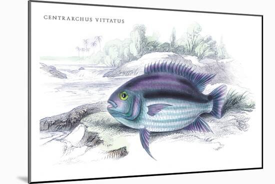 Centrarchus Vittatus-Robert Hermann Schomburgk-Mounted Art Print