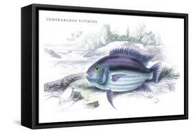 Centrarchus Vittatus-Robert Hermann Schomburgk-Framed Stretched Canvas