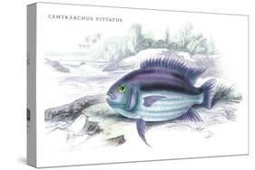 Centrarchus Vittatus-Robert Hermann Schomburgk-Stretched Canvas