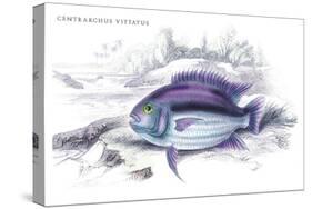 Centrarchus Vittatus-Robert Hermann Schomburgk-Stretched Canvas