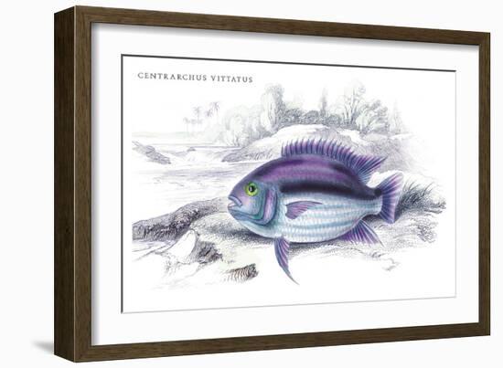 Centrarchus Vittatus-Robert Hermann Schomburgk-Framed Art Print