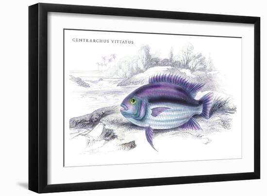 Centrarchus Vittatus-Robert Hermann Schomburgk-Framed Art Print