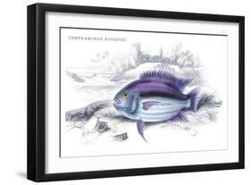 Centrarchus Vittatus-Robert Hermann Schomburgk-Framed Art Print