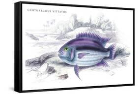 Centrarchus Vittatus-Robert Hermann Schomburgk-Framed Stretched Canvas