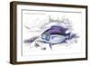 Centrarchus Vittatus-Robert Hermann Schomburgk-Framed Premium Giclee Print