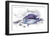 Centrarchus Vittatus-Robert Hermann Schomburgk-Framed Premium Giclee Print