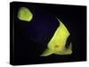 Centropyge Bicolor (Bicolor Angelfish, Blue & Gold Angelfish)-Paul Starosta-Stretched Canvas