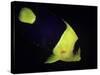 Centropyge Bicolor (Bicolor Angelfish, Blue & Gold Angelfish)-Paul Starosta-Stretched Canvas