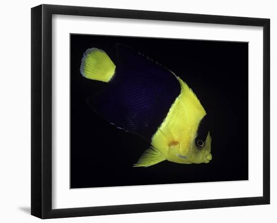 Centropyge Bicolor (Bicolor Angelfish, Blue & Gold Angelfish)-Paul Starosta-Framed Photographic Print