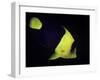 Centropyge Bicolor (Bicolor Angelfish, Blue & Gold Angelfish)-Paul Starosta-Framed Photographic Print