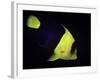 Centropyge Bicolor (Bicolor Angelfish, Blue & Gold Angelfish)-Paul Starosta-Framed Photographic Print