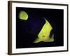 Centropyge Bicolor (Bicolor Angelfish, Blue & Gold Angelfish)-Paul Starosta-Framed Photographic Print