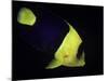 Centropyge Bicolor (Bicolor Angelfish, Blue & Gold Angelfish)-Paul Starosta-Mounted Photographic Print