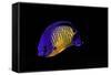 Centropyge Bispinosa (Twospined Angelfish, Dusky Angelfish, Coral Beauty)-Paul Starosta-Framed Stretched Canvas