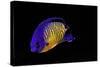 Centropyge Bispinosa (Twospined Angelfish, Dusky Angelfish, Coral Beauty)-Paul Starosta-Stretched Canvas