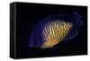 Centropyge Bispinosa (Twospined Angelfish, Dusky Angelfish, Coral Beauty)-Paul Starosta-Framed Stretched Canvas