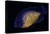 Centropyge Bispinosa (Twospined Angelfish, Dusky Angelfish, Coral Beauty)-Paul Starosta-Stretched Canvas