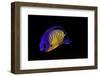 Centropyge Bispinosa (Twospined Angelfish, Dusky Angelfish, Coral Beauty)-Paul Starosta-Framed Photographic Print