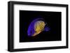 Centropyge Bispinosa (Twospined Angelfish, Dusky Angelfish, Coral Beauty)-Paul Starosta-Framed Photographic Print