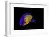 Centropyge Bispinosa (Twospined Angelfish, Dusky Angelfish, Coral Beauty)-Paul Starosta-Framed Photographic Print