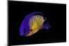 Centropyge Bispinosa (Twospined Angelfish, Dusky Angelfish, Coral Beauty)-Paul Starosta-Mounted Photographic Print