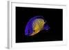 Centropyge Bispinosa (Twospined Angelfish, Dusky Angelfish, Coral Beauty)-Paul Starosta-Framed Photographic Print