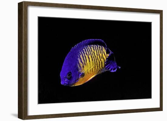 Centropyge Bispinosa (Twospined Angelfish, Dusky Angelfish, Coral Beauty)-Paul Starosta-Framed Photographic Print