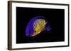 Centropyge Bispinosa (Twospined Angelfish, Dusky Angelfish, Coral Beauty)-Paul Starosta-Framed Photographic Print