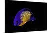 Centropyge Bispinosa (Twospined Angelfish, Dusky Angelfish, Coral Beauty)-Paul Starosta-Mounted Photographic Print