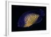 Centropyge Bispinosa (Twospined Angelfish, Dusky Angelfish, Coral Beauty)-Paul Starosta-Framed Photographic Print