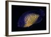 Centropyge Bispinosa (Twospined Angelfish, Dusky Angelfish, Coral Beauty)-Paul Starosta-Framed Photographic Print