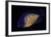 Centropyge Bispinosa (Twospined Angelfish, Dusky Angelfish, Coral Beauty)-Paul Starosta-Framed Photographic Print