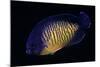 Centropyge Bispinosa (Twospined Angelfish, Dusky Angelfish, Coral Beauty)-Paul Starosta-Mounted Photographic Print