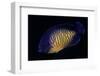 Centropyge Bispinosa (Twospined Angelfish, Dusky Angelfish, Coral Beauty)-Paul Starosta-Framed Photographic Print