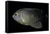 Centropyge Eibli (Blacktail Angelfish, Ebl's Angelfish)-Paul Starosta-Framed Stretched Canvas