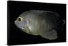 Centropyge Eibli (Blacktail Angelfish, Ebl's Angelfish)-Paul Starosta-Stretched Canvas