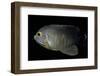 Centropyge Eibli (Blacktail Angelfish, Ebl's Angelfish)-Paul Starosta-Framed Photographic Print