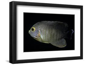 Centropyge Eibli (Blacktail Angelfish, Ebl's Angelfish)-Paul Starosta-Framed Photographic Print