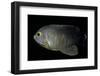 Centropyge Eibli (Blacktail Angelfish, Ebl's Angelfish)-Paul Starosta-Framed Photographic Print