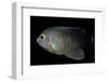 Centropyge Eibli (Blacktail Angelfish, Ebl's Angelfish)-Paul Starosta-Framed Photographic Print