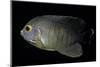 Centropyge Eibli (Blacktail Angelfish, Ebl's Angelfish)-Paul Starosta-Mounted Photographic Print